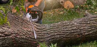 How Our Tree Care Process Works  in  Meridian, PA