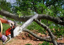 Meridian, PA Tree Care Services Company